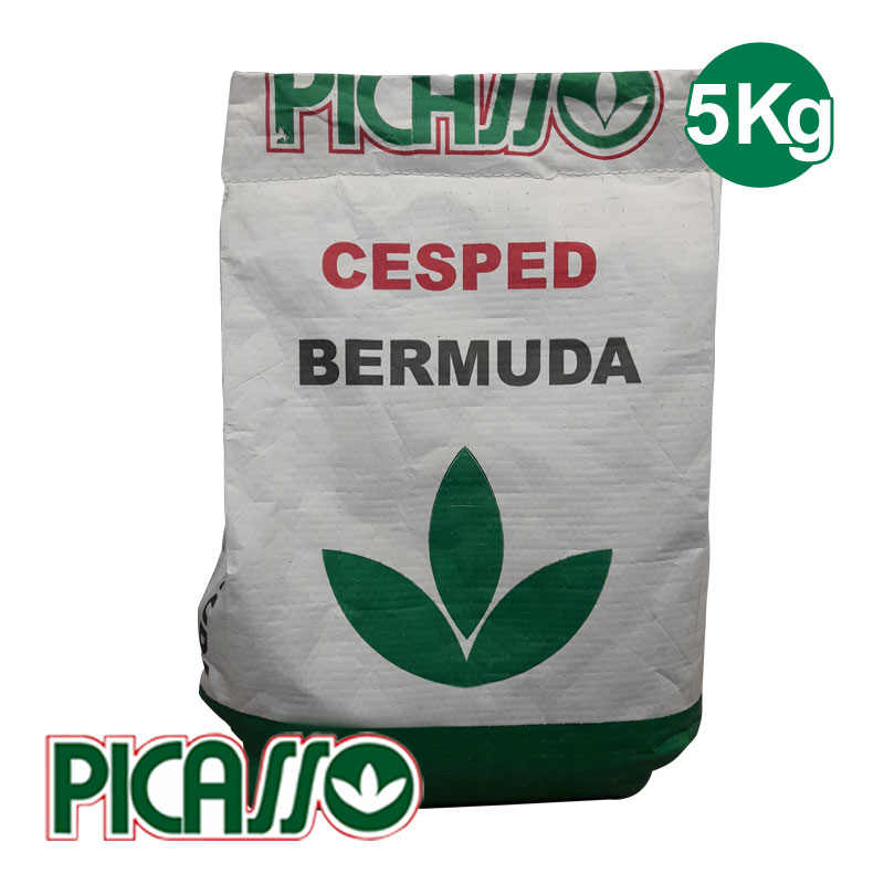 Semillas Césped Picasso Bermuda 5kg Campo deportivo Jardín
